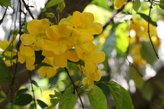 Macfadyena unguis-cati